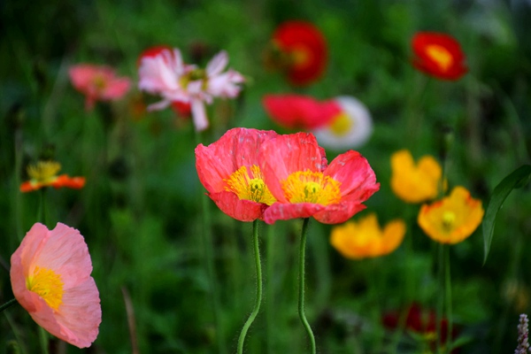 标准发布|5项鞋类国家标准外文版获批发布